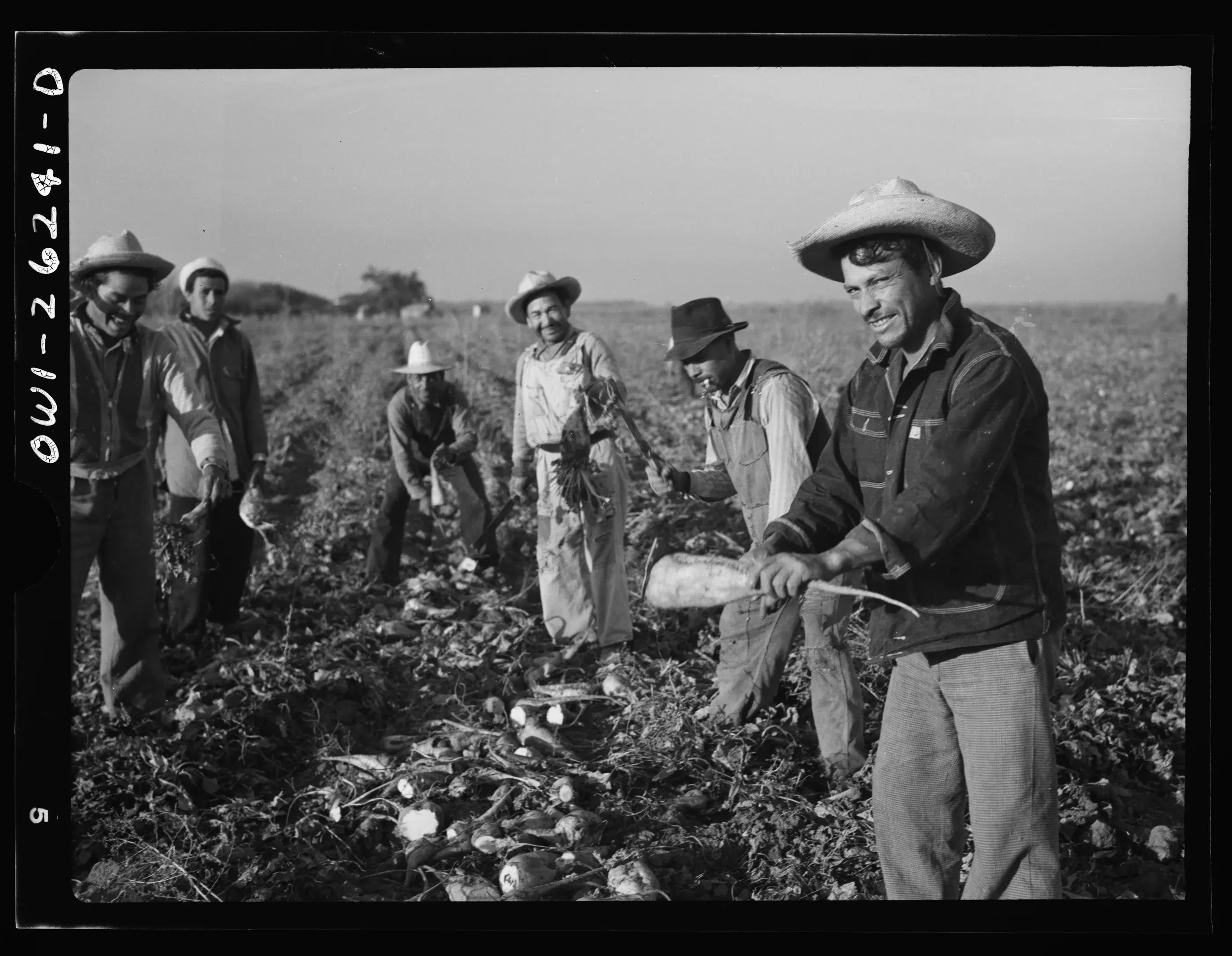 Mexican agricultural laborer topping sugar beets near Stockton, California, in 1943.
